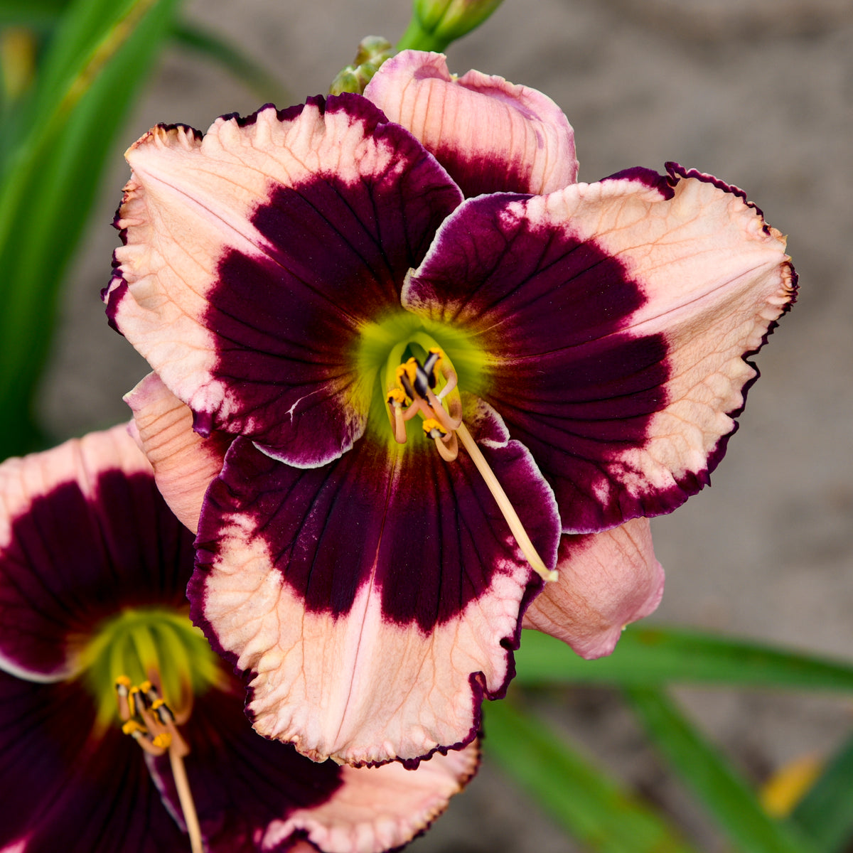 Daylily 