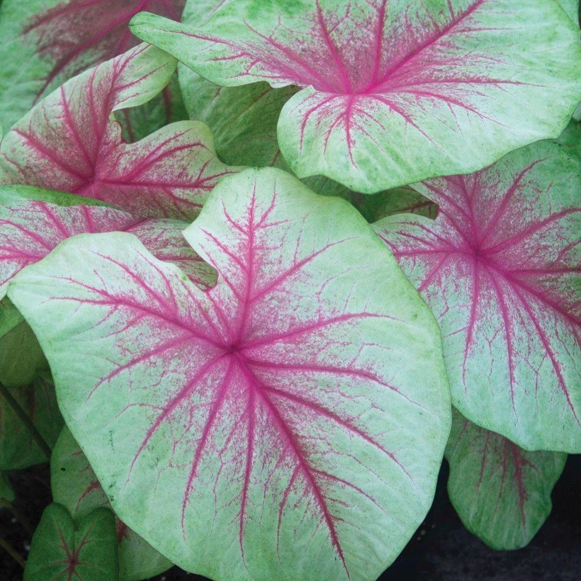 Mint Julep Caladium Bulb Company