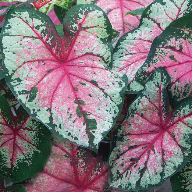 Sun Tolerant Caladiums Tagged "Pink" Caladium Bulb Company