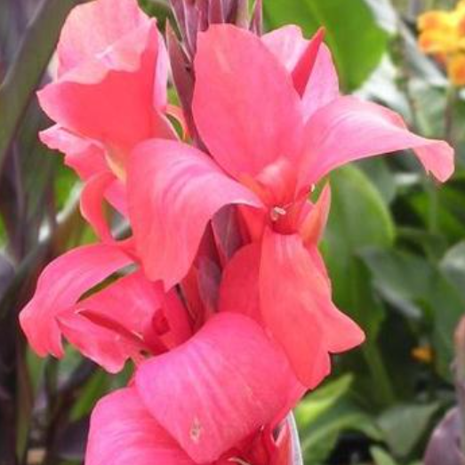 Canna Aphrodite Caladium Bulb Company