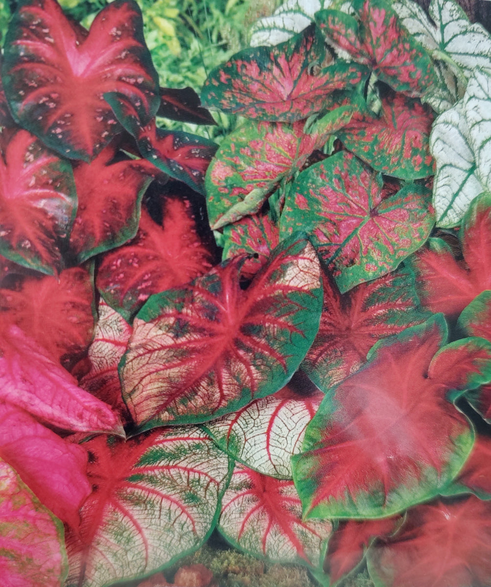 Surprise Package Caladium Mix Caladium Bulb Company