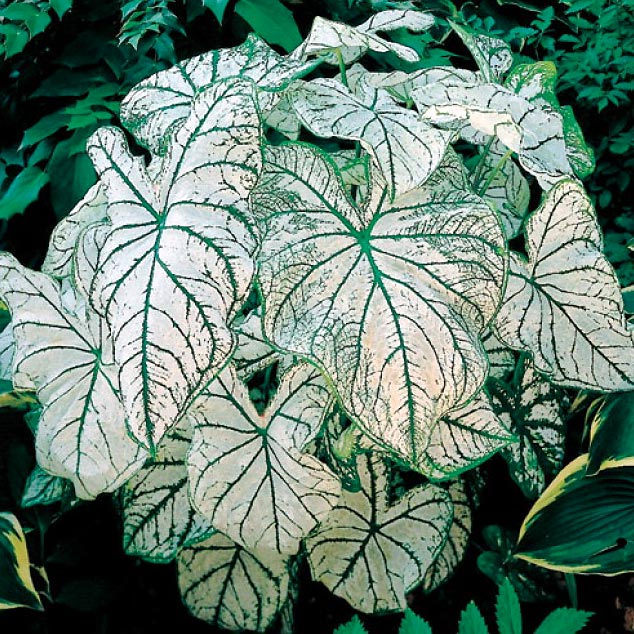 White Christmas Caladiums Caladium Bulb Company