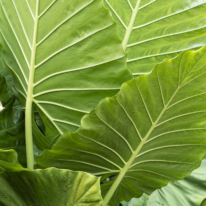upright elephant ear planting instructions Upright Elephant Ears