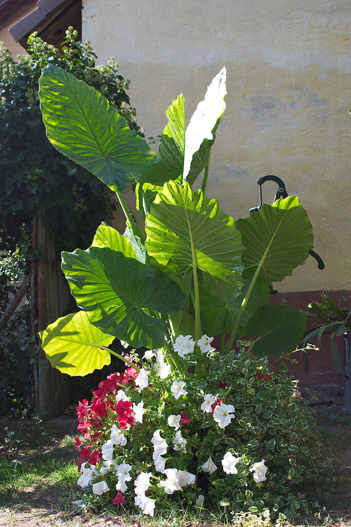Upright Elephant Ears