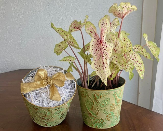 plant caladiums in pots Birds in a Garden Potcover Kit with Miss Muffet Caladiums