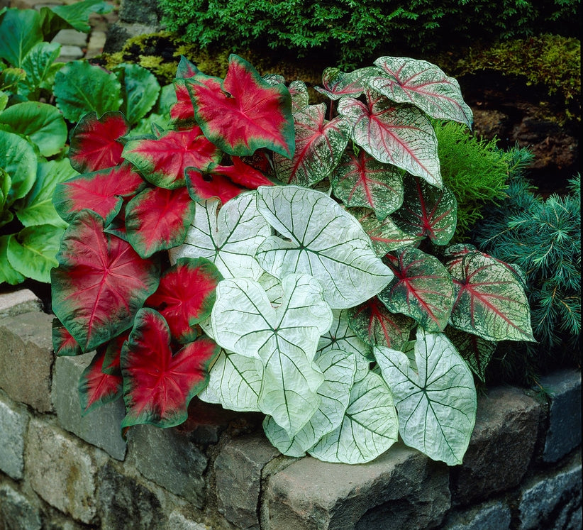 Jumbo Caladium Bulb Mix