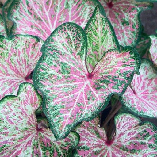 Dot's Delight Caladium Bulb Company