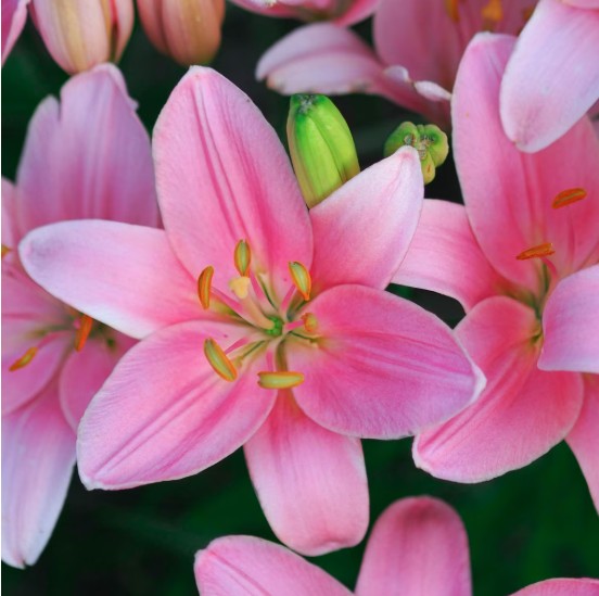 lily flower pink colour Asiatic Lily Foxtrot