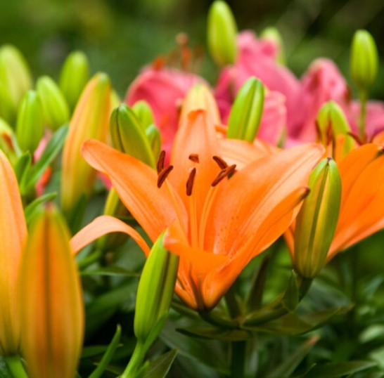 orange matrix asiatic lily Asiatic Lily Orange Matrix