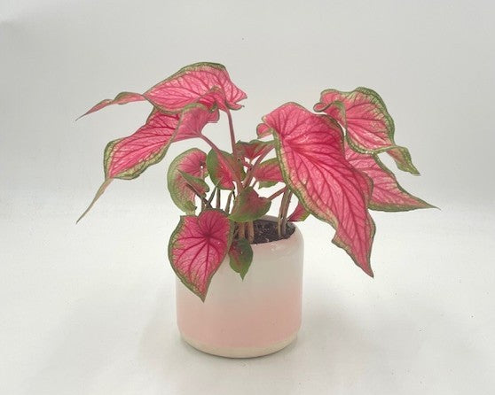 Pink Sky Pot with Caladium "Sizzle"