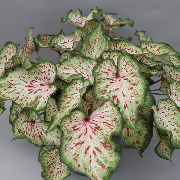 Dwarf Strap Caladiums | Compact Garden Color