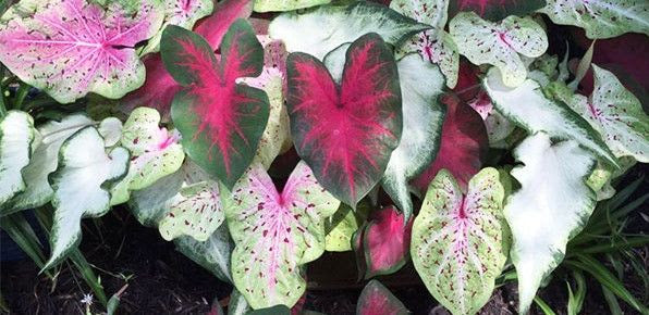 Dwarf/Strap Leaf Mix