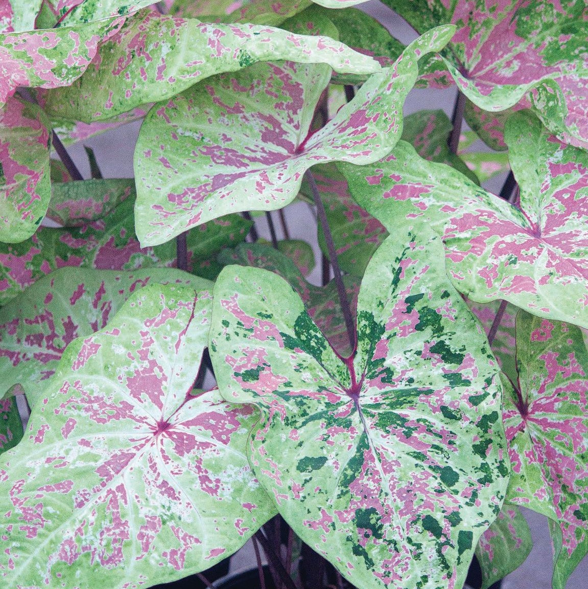 Seafoam Pink Caladiums Caladium Bulb Company