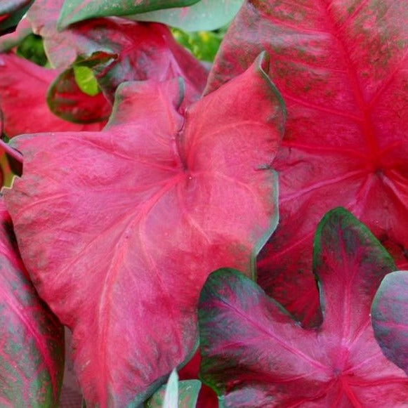 Brandywine Caladiums Caladium Bulb Company