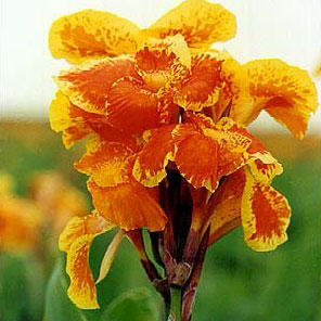 yellow humbert succulent Canna Yellow King Humbert