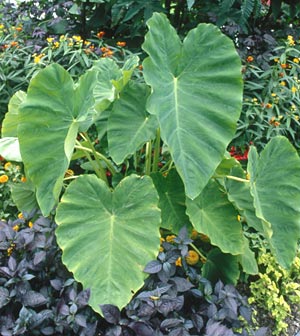 green and purple elephant ear plant Elephant Ears