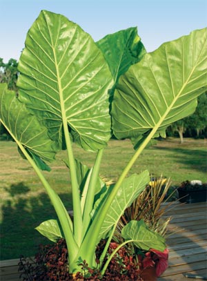 upright elephant ear plant for sale Upright Elephant Ears