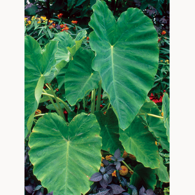 Elephant Ears