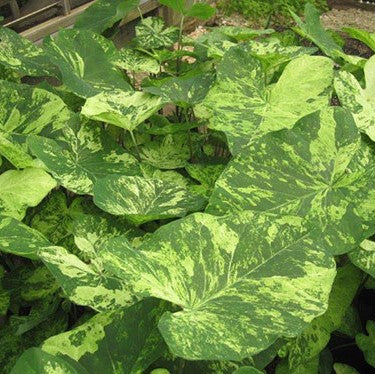 Frog In A Blender Caladium Bulbs
