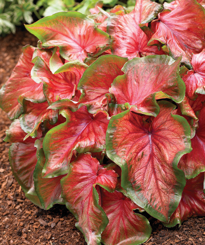 Red Ruffles Caladiums – Caladium Bulb Company