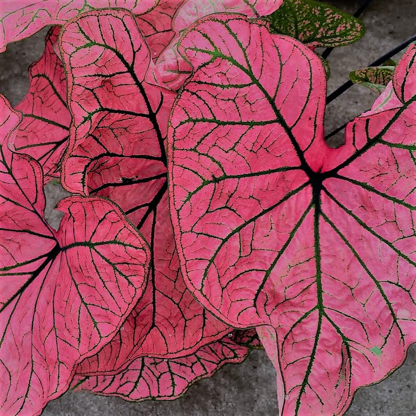 Spring Fling Caladiums Caladium Bulb Company