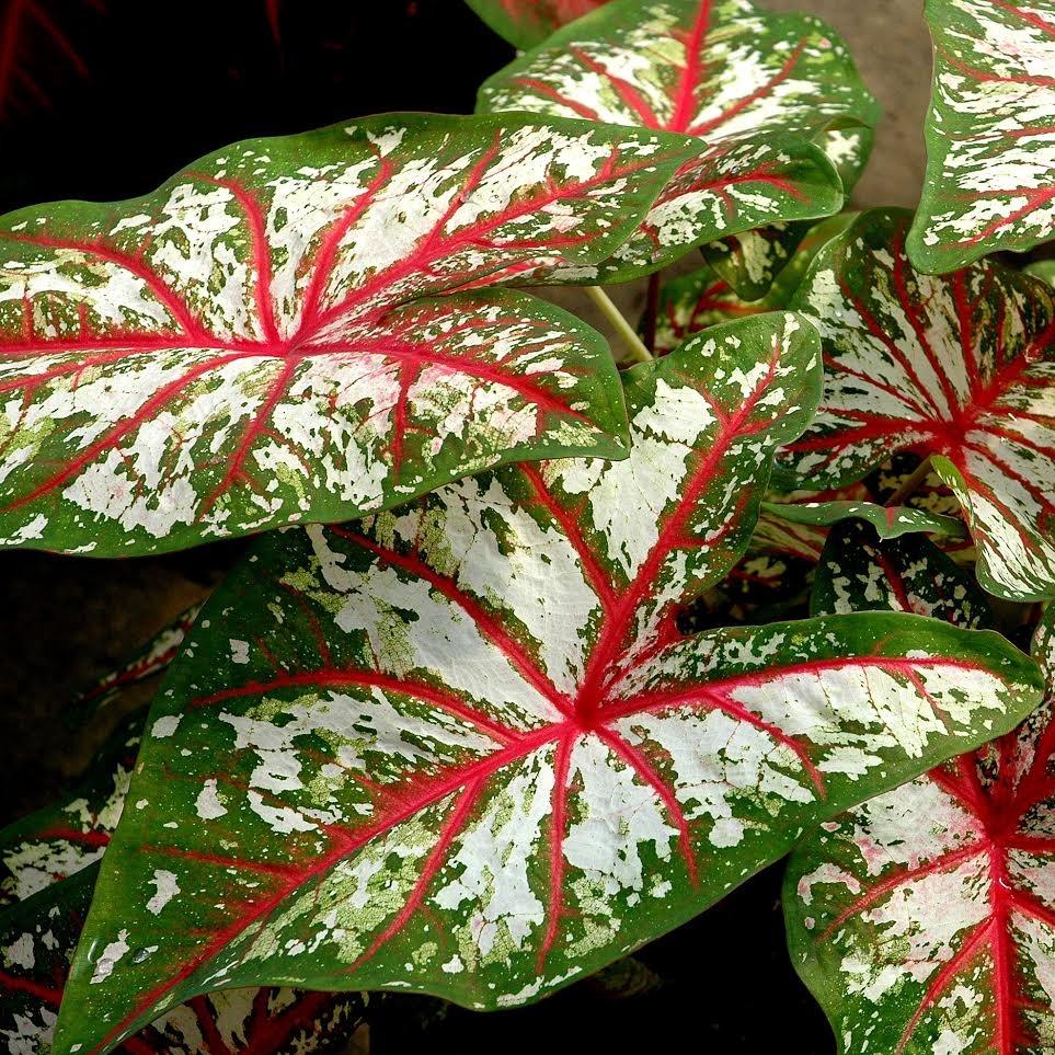 Elephant Ear Bulbs Perennial Tropical Caladium Bicolor Pot Flower Plant Balcony