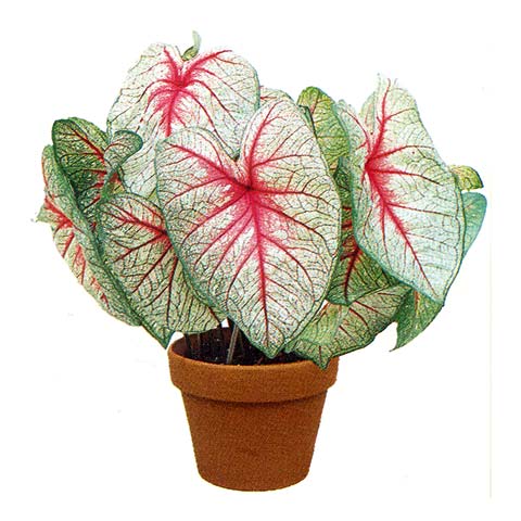 White Queen Caladiums