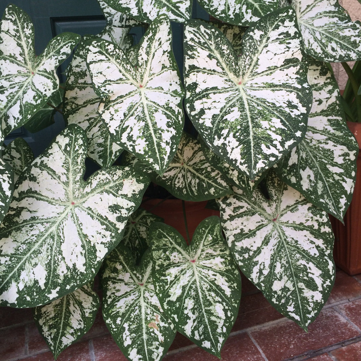 White Christmas Caladiums Caladium Bulb Company