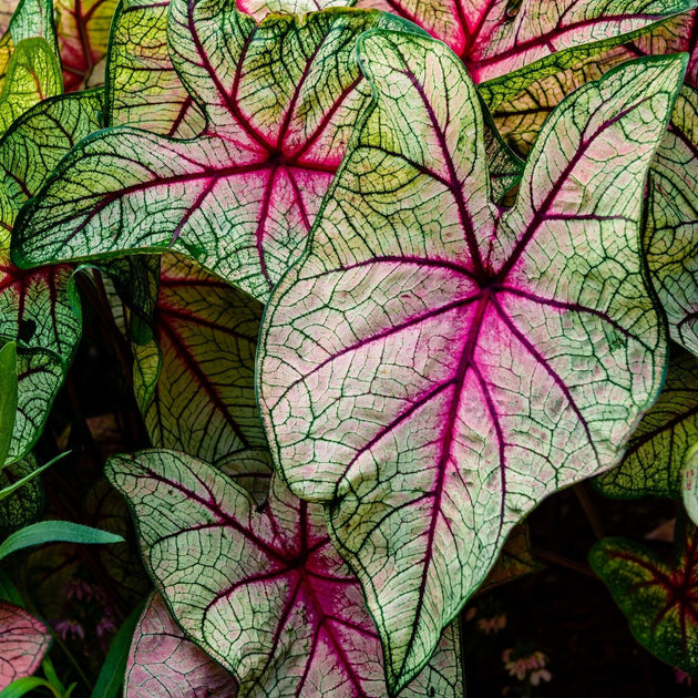 Multi-Color Caladiums | Colorful Leaf Varieties